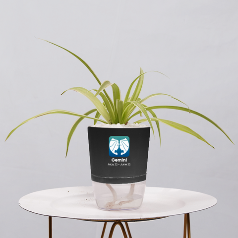 Spider Plant (Chlorophytum comosum)