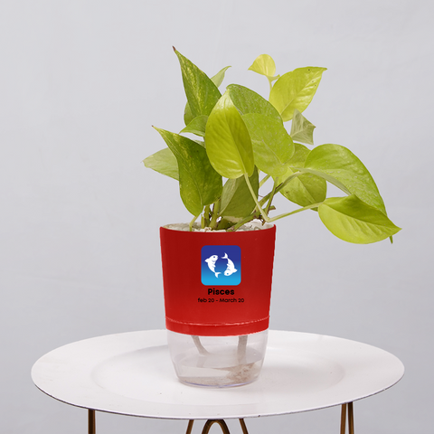 Money Plant Neon