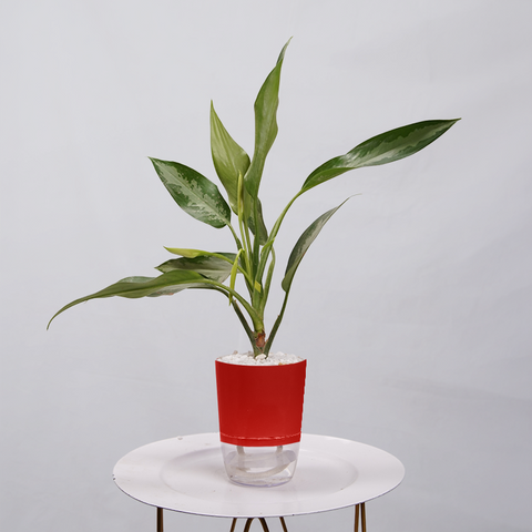 Aglaonema Tigress