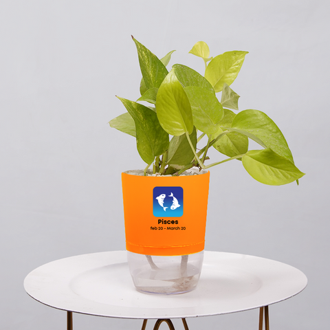 Money Plant Neon