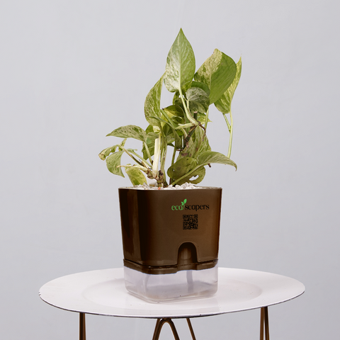 Money Plant Green (Pothos, Epipremnum aureum)