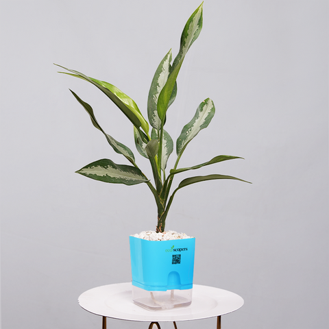Aglaonema Tigress