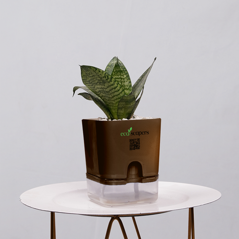 Snake Plant Bird’s Nest (Sansevieria Hahnii)