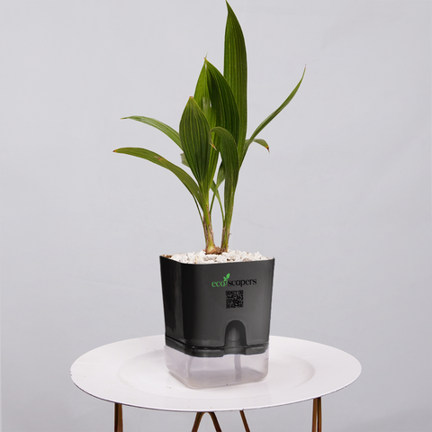 Coconut Palm Seedling