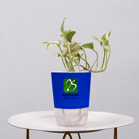 Money Plant Green (Pothos, Epipremnum aureum)