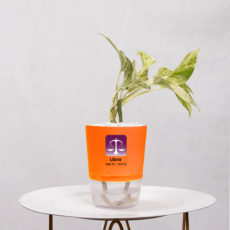Money Plant Marble Queen