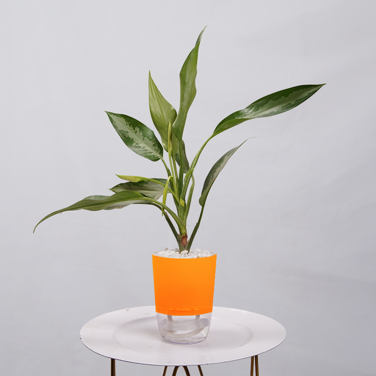 Aglaonema Chinese Evergreen