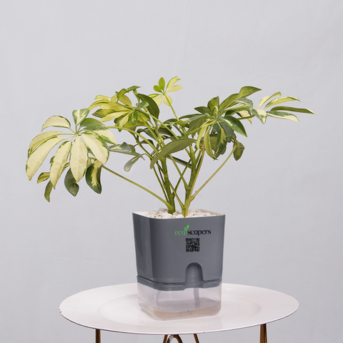 Shefflera (Umbrella Plant)