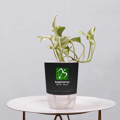 Money Plant Green (Pothos, Epipremnum aureum)