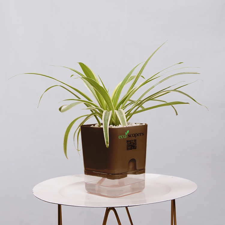 Dracaena marginata Madagascar multicolour