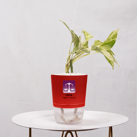 Money Plant Marble Queen