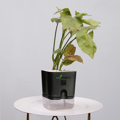 Syngonium Pink (Arrowhead Vine)