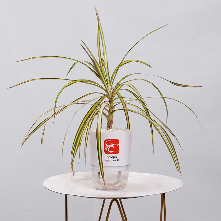 Dracaena marginata Madagascar multicolour