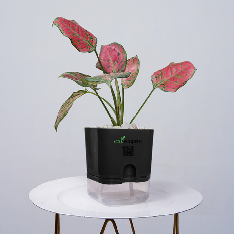 Aglaonema pink lipstick