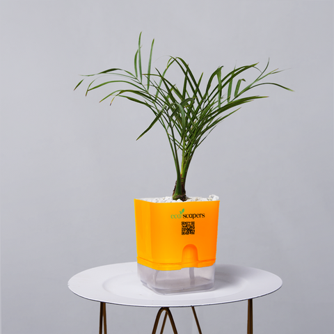 Areca  Golden Cane Palm