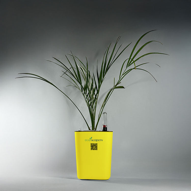 Phoenix Palm