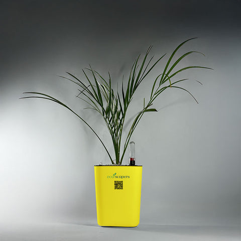 Phoenix Palm