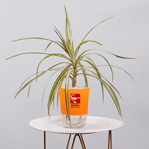 Dracaena marginata Madagascar multicolour
