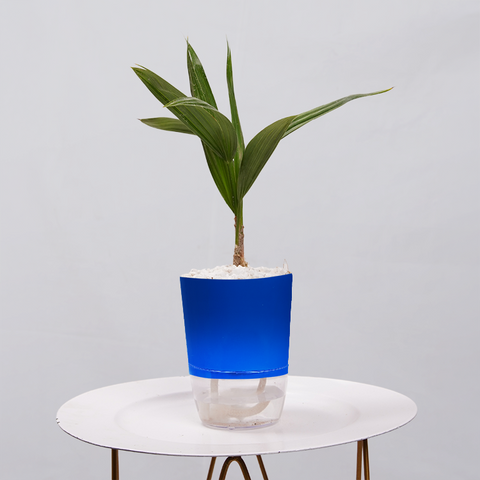 Coconut Palm Seedling