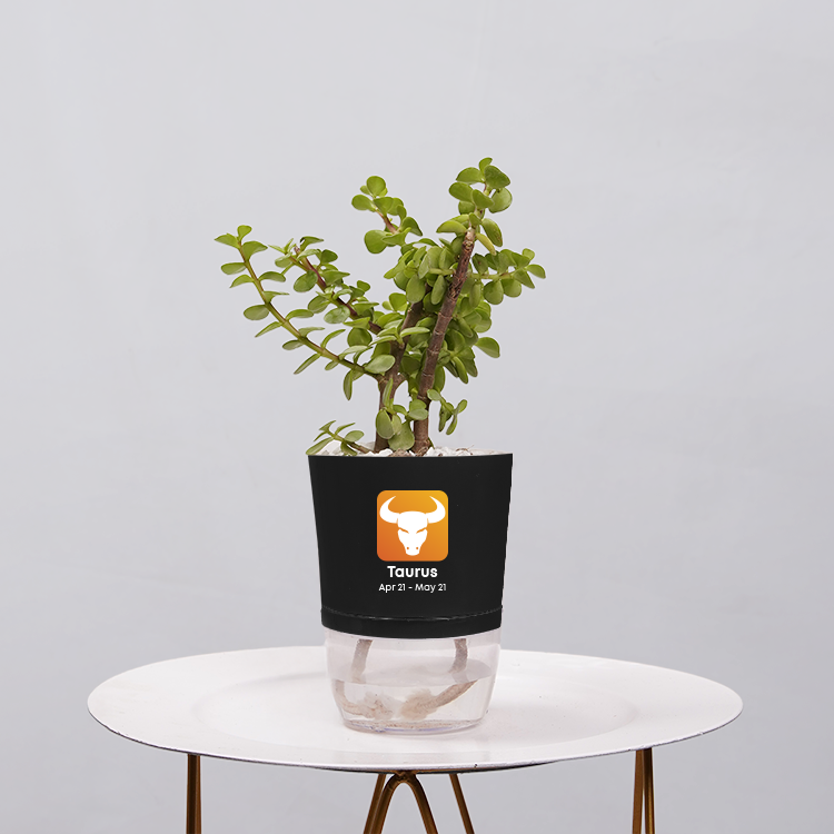 Jade Plant (Crassula ovata)