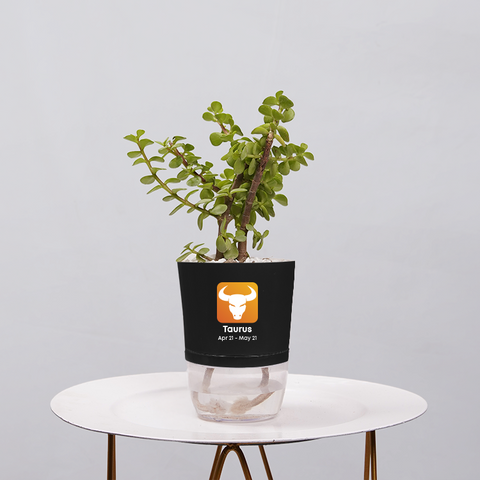 Jade Plant (Crassula ovata)