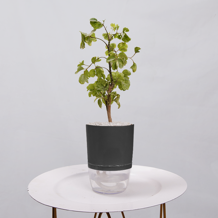 Ficus Bonsai