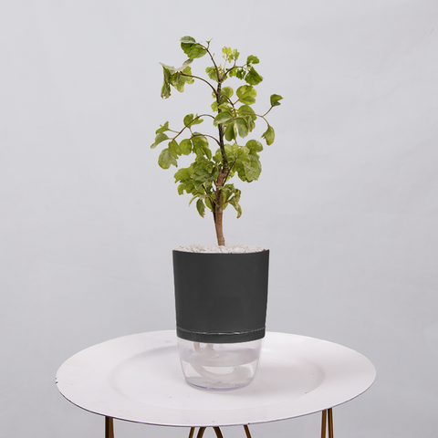 Ficus Bonsai
