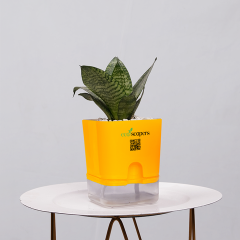 Snake Plant Bird’s Nest (Sansevieria Hahnii)