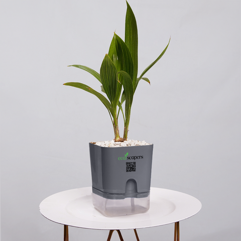 Coconut Palm Seedling