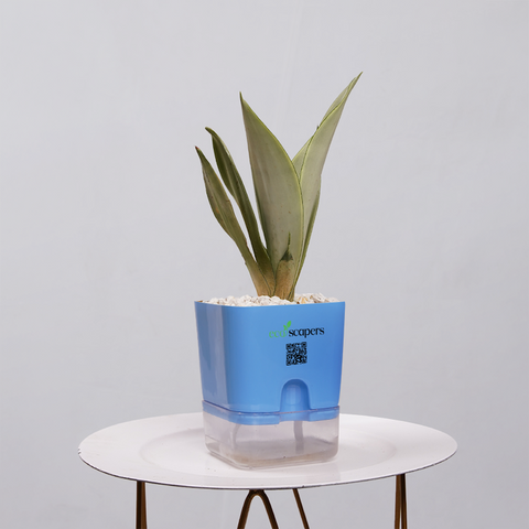 Sansevieria Moonlight