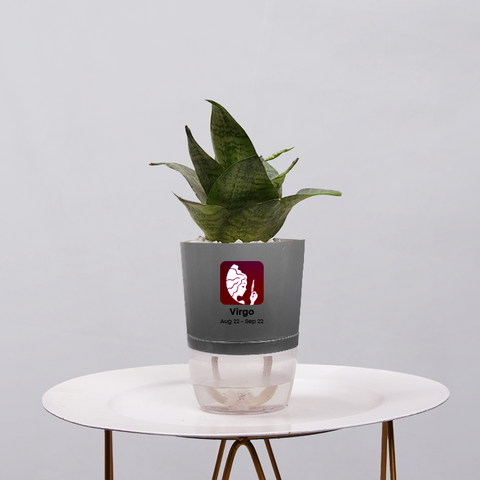 Snake Plant Bird’s Nest (Sansevieria Hahnii)