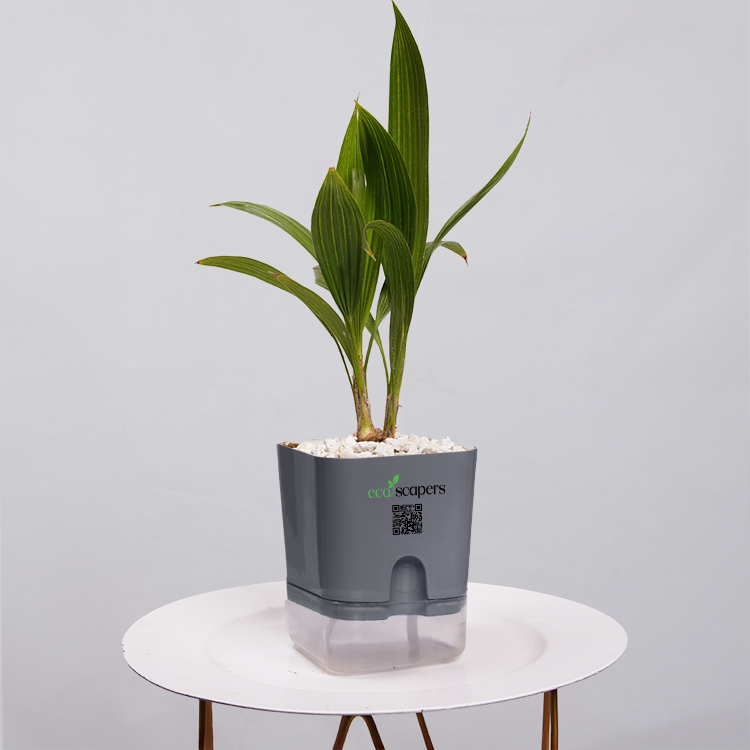 China Palm
