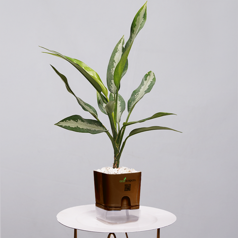 Aglaonema Chinese Evergreen