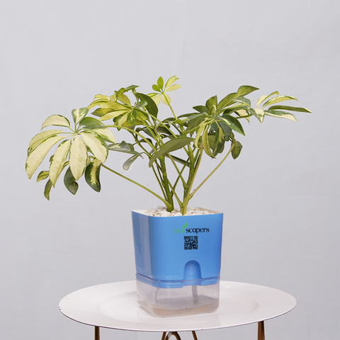 Shefflera (Umbrella Plant)
