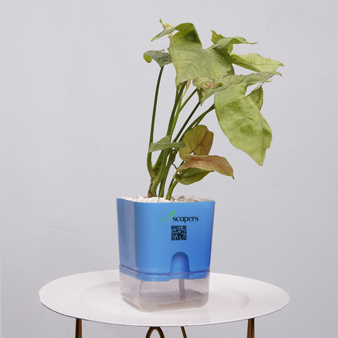 Syngonium Pink (Arrowhead Vine)