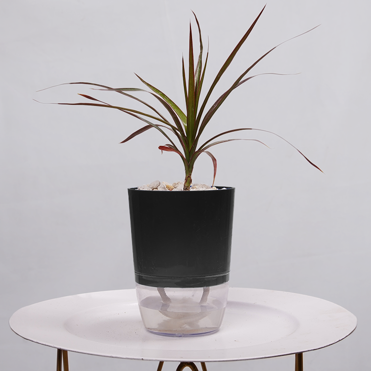 Dracaena Marginata (Dragon Tree)