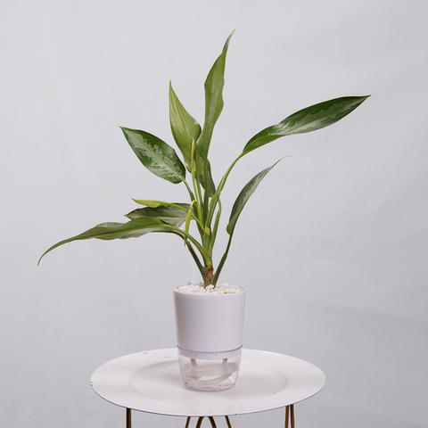 Aglaonema Chinese Evergreen