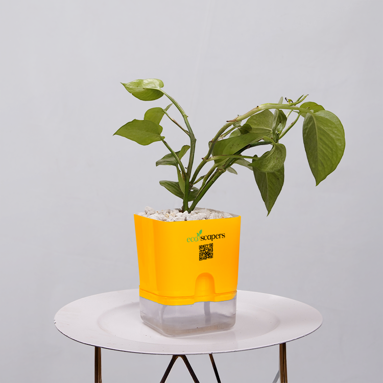 Money Plant Golden