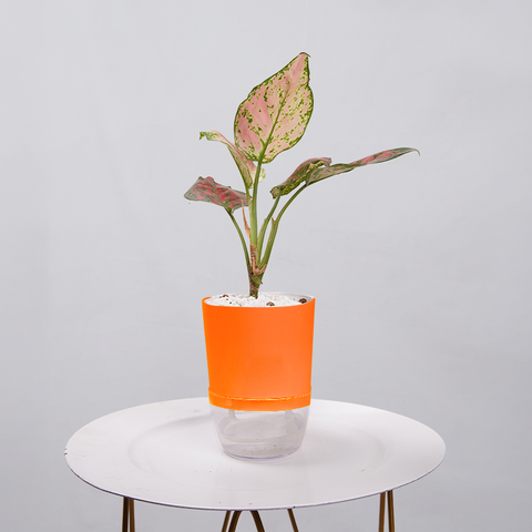 Aglaonema pink lipstick