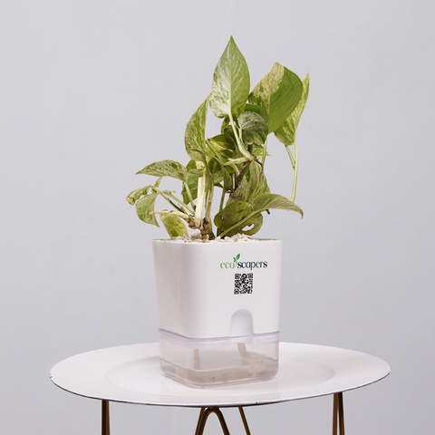 MONEY PLANT N JOY