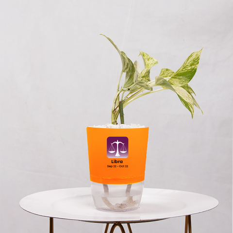 Money Plant Marble Queen