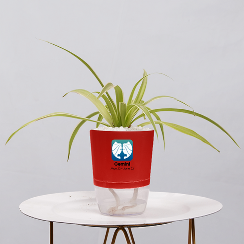 Spider Plant (Chlorophytum comosum)