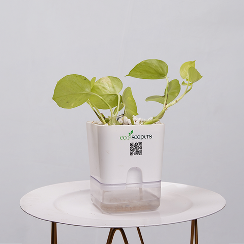 Money Plant Neon