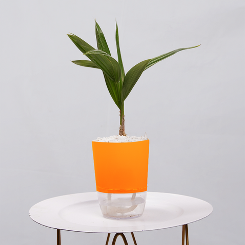 Coconut Palm Seedling