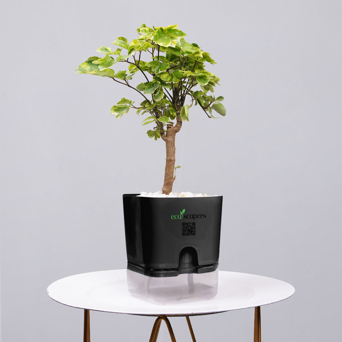 Ficus Bonsai