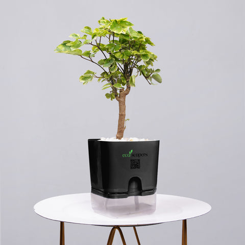 Ficus Bonsai