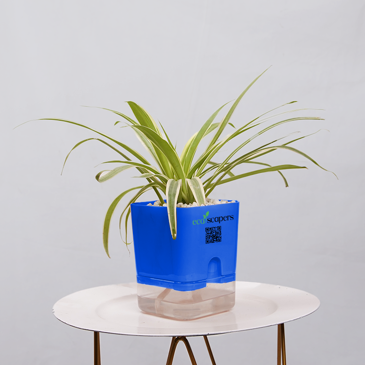 Dracaena marginata Madagascar multicolour