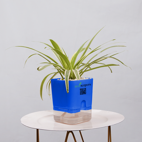 Dracaena marginata Madagascar multicolour