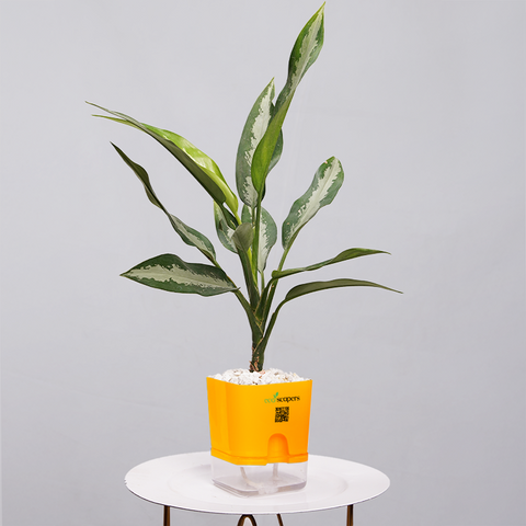 Aglaonema Chinese Evergreen
