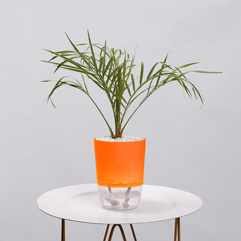 Phoenix Palm